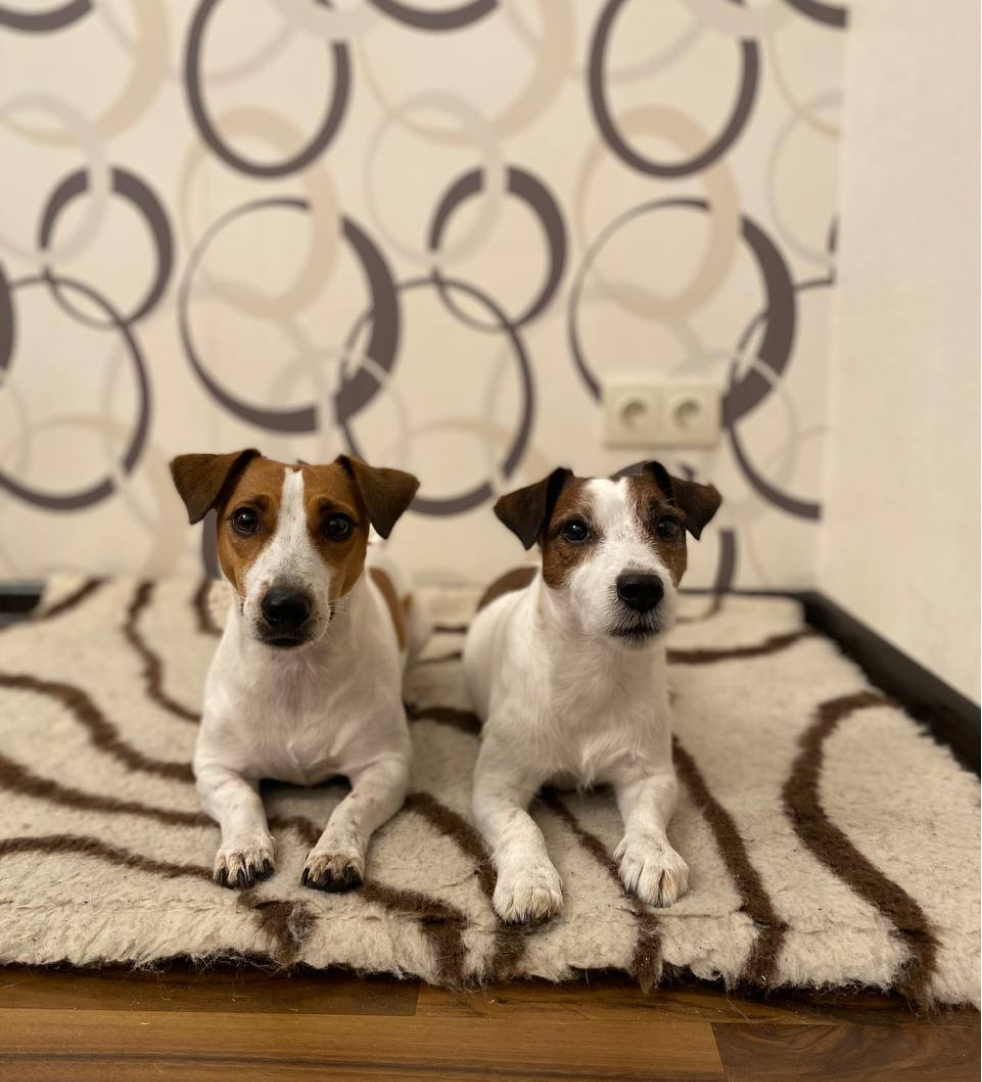 dogs